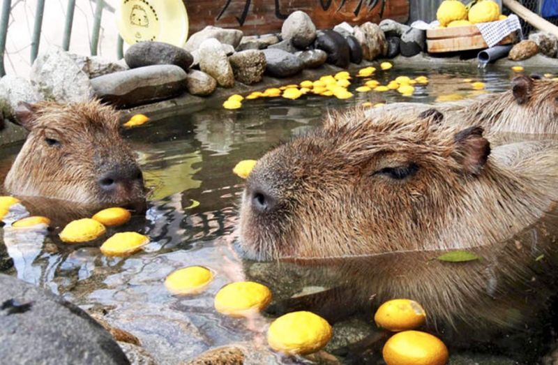 capybara ngắm onsen